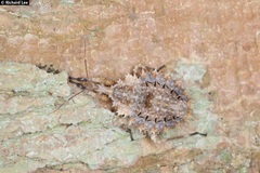 Centrocnemis malayana