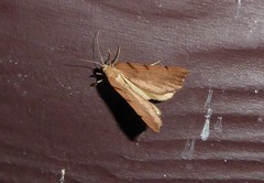 Sestra humeraria