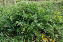 Anisotome lyallii