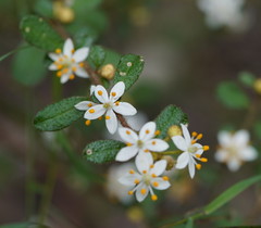 Asterolasia asteriscophora albiflora