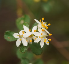 Asterolasia asteriscophora albiflora