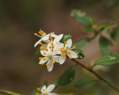 Asterolasia asteriscophora albiflora