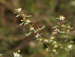 Asterolasia asteriscophora albiflora