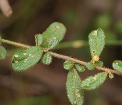 Asterolasia asteriscophora albiflora