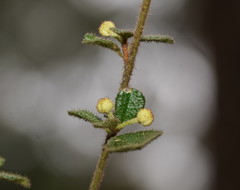 Asterolasia asteriscophora albiflora