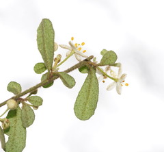 Asterolasia asteriscophora albiflora
