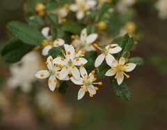 Asterolasia asteriscophora albiflora