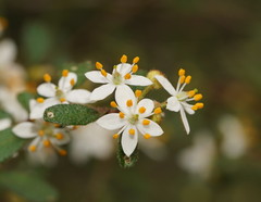 Asterolasia asteriscophora albiflora