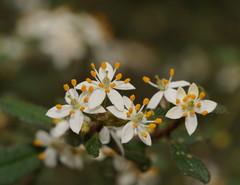 Asterolasia asteriscophora albiflora