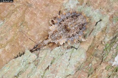 Centrocnemis malayana