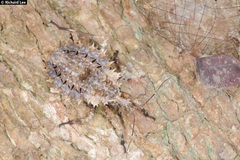 Centrocnemis malayana