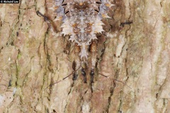 Centrocnemis malayana