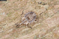 Centrocnemis malayana