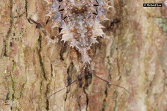 Centrocnemis malayana