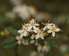 Asterolasia asteriscophora albiflora