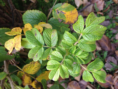 Rosa rugosa