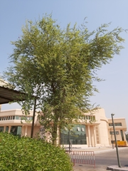 Ziziphus mauritiana