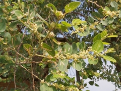 Ziziphus mauritiana