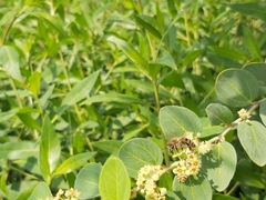 Apis mellifera