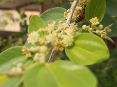 Apis mellifera