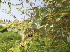 Apis mellifera