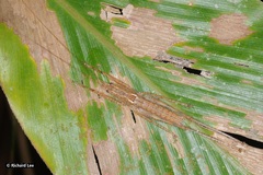 Peracca macritchiensis