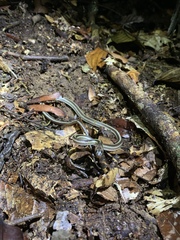 Lycodon tristrigatus