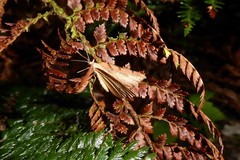 Sestra humeraria