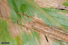 Peracca macritchiensis