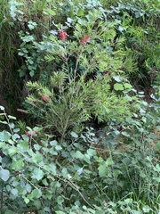 Melaleuca viminalis viminalis