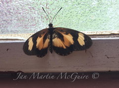 Acraea cabira