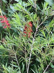Melaleuca viminalis viminalis