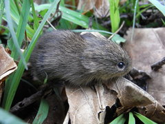 Alston's Cotton Rat photo 3