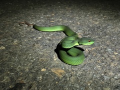Trimeresurus rubeus