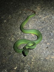Trimeresurus rubeus