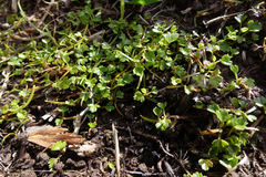 Anisotome lyallii
