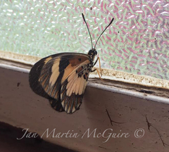 Acraea cabira