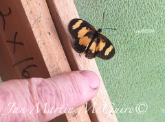 Acraea cabira