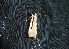 Scoparia rotuella
