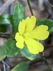 Hibbertia empetrifolia