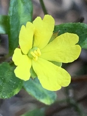 Hibbertia empetrifolia