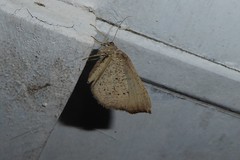 Sestra humeraria