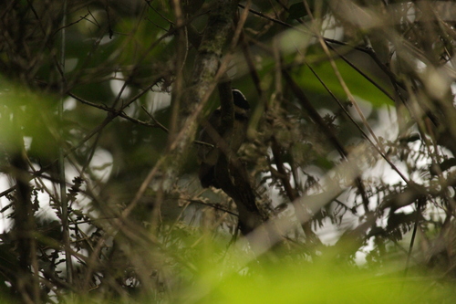 Half-collared Sparrow (Arremon semitorquatus), photo 9