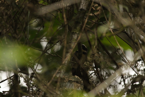 Half-collared Sparrow (Arremon semitorquatus), photo 8