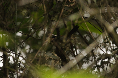 Half-collared Sparrow (Arremon semitorquatus), photo 10