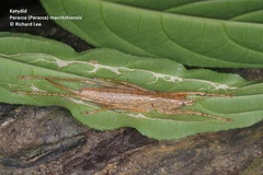 Peracca macritchiensis