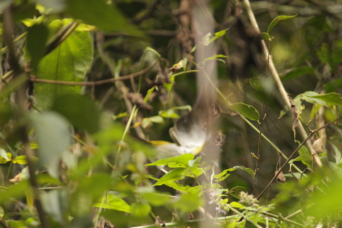 Half-collared Sparrow (Arremon semitorquatus), photo 4