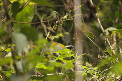 Half-collared Sparrow (Arremon semitorquatus), photo 3