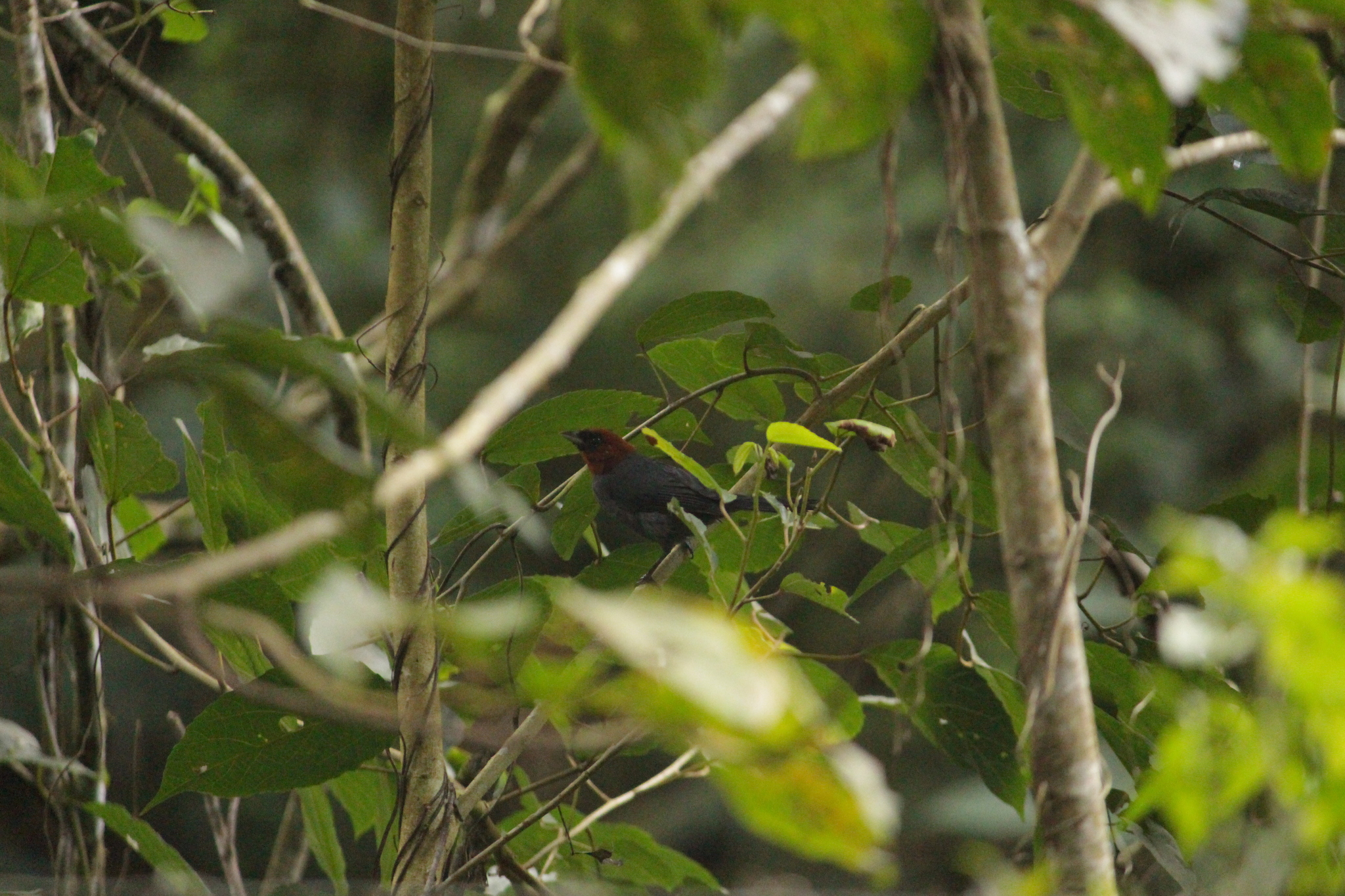 Chestnut-headed Tanager (Thlypopsis pyrrhocoma), photo 5