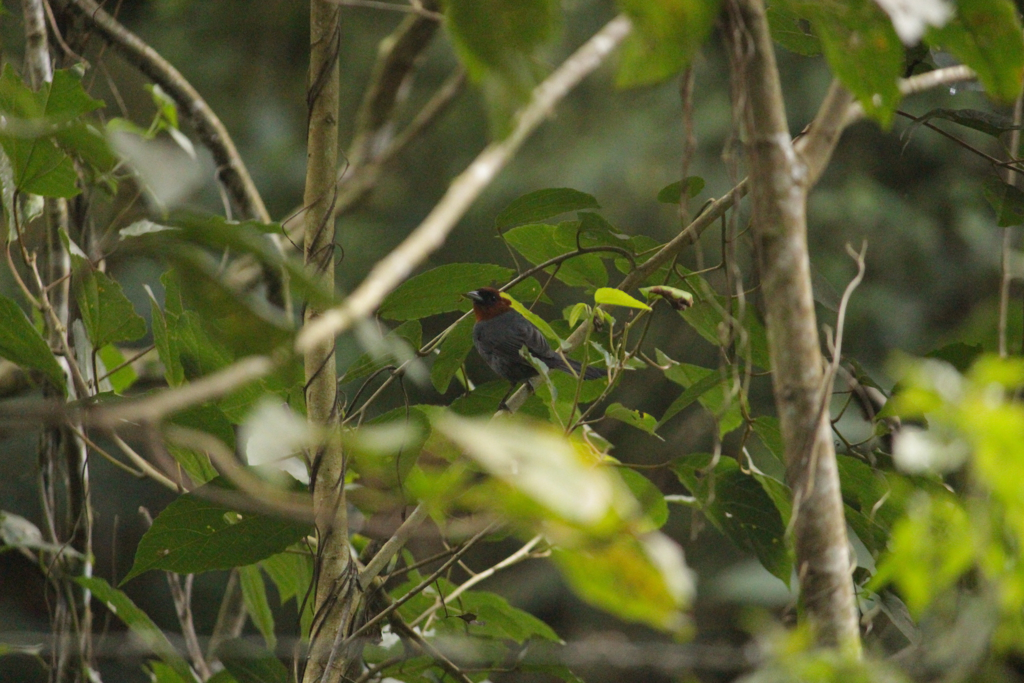 Chestnut-headed Tanager (Thlypopsis pyrrhocoma), photo 4